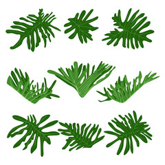 Monstera leaves set. Flat tropical foliage for decoration, summer exotic design ofor cards, banners, flayers