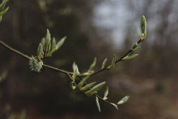 Spring background catkins on tree branches. Selective focus.