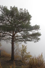 tree in the fog