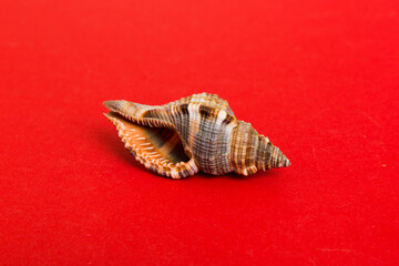Beach seashells on colored background. Mock up with copy space