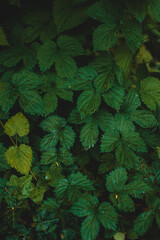 green leaves in the forest