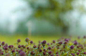 bush blooming thyme on a blurred background