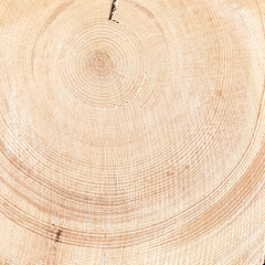 Seamless texture wood. Natural background with ornaments and cracks