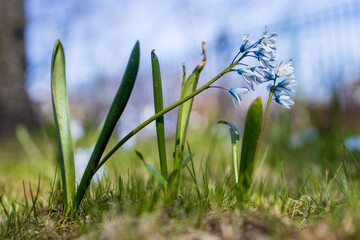 The first wildflowers blooming in spring