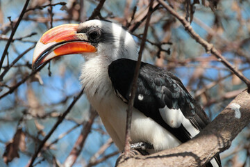 hornbill in a zoo in france