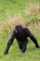 Naklejka premium gorilla in a zoo in france