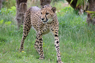 cheetah in a zoo in france