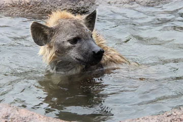Muurstickers hyena in een dierentuin in japan © frdric
