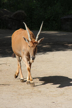 elan in a zoo in france