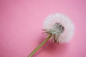 Fluffy dandelion flower on pale pink table
