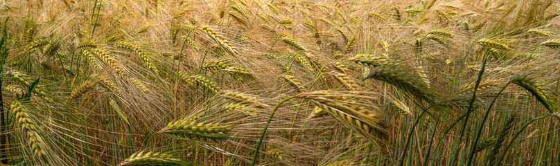 Panoramic banner with beautiful farm landscape with wheat yellow field at warm sunset colors in summer, at sunny day, as background with copy space.