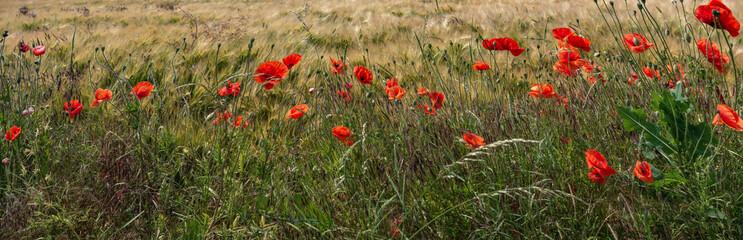 Panoramic banner with beautiful farm landscape with wheat yellow field and red poppies flowers, at warm sunset colors in summer, at sunny day, as background with copy space.