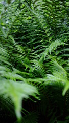 Wild fern thickets, photo without treatment, fern texture