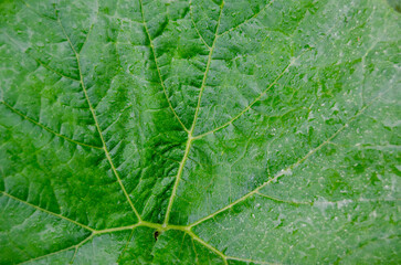 pumpkin leaf with raindrop macro image  for background texture