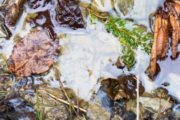 Fallen leaves, Christmas tree branches, needles in a puddle