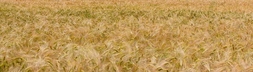 Panoramic banner with beautiful farm landscape with wheat yellow field at warm sunset colors in summer, at sunny day, as background with copy space.