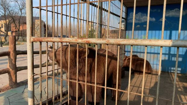 Russia, Dagestan, April 10, 2022. Sad bear in animal cage at the zoo. Wild bear stuck nose through animal cage bars and wants to bee free. Brown bear stuck his face out of the cage