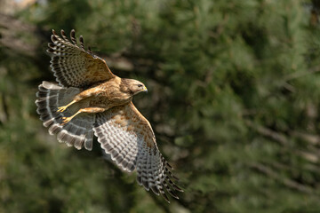 Hawk Flying
