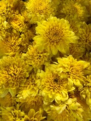yellow chrysanthemum background