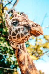 portrait of a giraffe