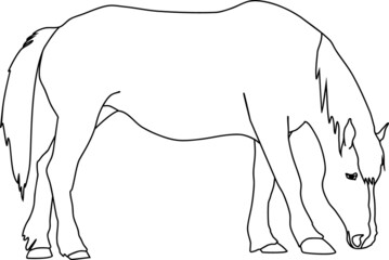 Coloring page with grazing horse isolated on white background
