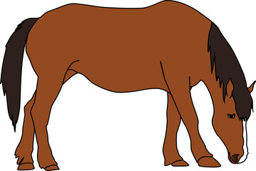 Brown horse with black mane isolated on white background