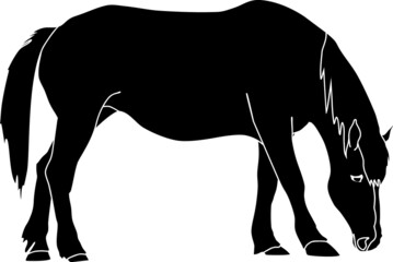 Black silhouette of grazing horse isolated on white background