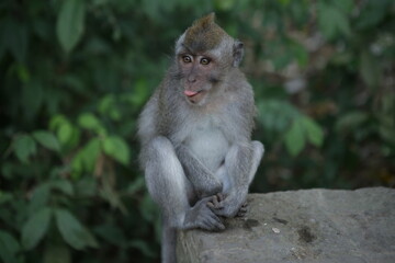 Małpka wesoła wystawiająca język, zwierzak egzotyczny, Bali, Indonezja, monkey