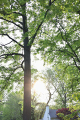 Oak tree in midwest neighborhood