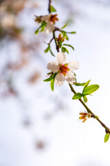 Blossoming white and pink almond flowers on the twig