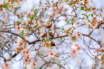 Blossoming white and pink almond flowers on the twig