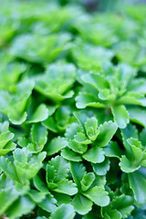 Sedum groundcover in home garden