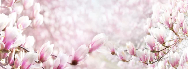 Zelfklevend Fotobehang Beautiful magnolia flowers, blooming springtime horizontal banner.Pink blossom background,beauty backdrop. © nys
