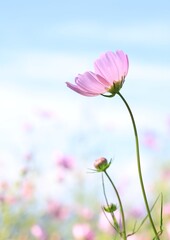 Fototapeta premium コスモス 青空