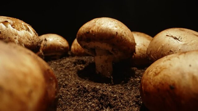 Cultivation of brown champignons mushrooms in farm.