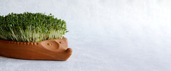 Garden cress plant (Lepidium sativum) in decorative clay hedgehog shape pot.