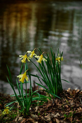 Yellow daffodils against the background of water in the forest close-up. Space for text.