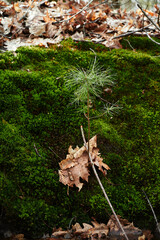 Moss grows on a slope against the background of a small pine tree. Moss in the woods. A small pine tree grows against a background of moss.