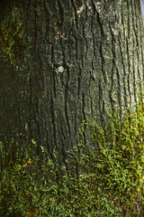 Beautiful moss close-up on a huge tree. North side of the tree.