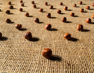 Brown peeled hazelnuts on a burlap cloth. Dry round hazel nuts close up. Hazel seed laid out in rows on a textured fabric with interlaced fibers. Background of healthy nutritious food.
