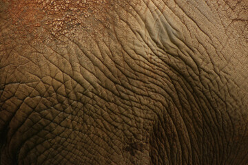 elephant skin