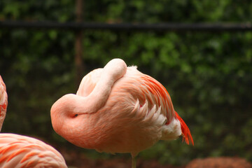 flamingo sleeping