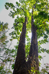 A wide angle shot of Shorea robusta or Sal tree in an Indian forest. It is a large, deciduous tree...