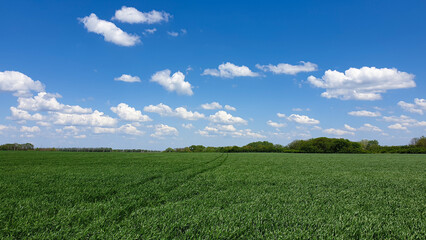 Green field, horizon, sky, clouds, agriculture