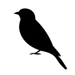 bird silhouette, on white background, isolated, vector