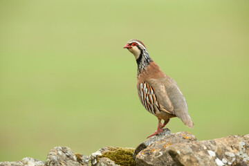 Close up of a  Red-legged or French partridge stood on a lichen covered drystone wall and facing left.  Clean, green background with space for copy. Scientific name: Alectoris rufa.   Horizontal