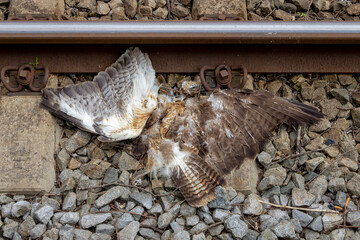 Selective focus carcass of bird dead on the railway, The common buzzard is a medium-to-large bird of prey which has a large range, A member of the genus Buteo, Wildlife in its natural habitat.