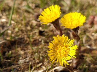 yellow dandelion flower