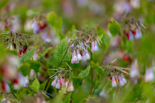 Selective focus of white flower common comfrey in the park with blur background, Symphytum asperum is a flowering plant of the genus Symphytum in the family Boraginaceae, Nature floral background.