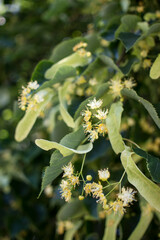 Tilia, linden tree, basswood or lime tree with unblown blossom. Tilia tree is going to bloom. A bee gathers lime-colored honey
